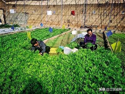 它叫茼蒿，又叫皇帝菜，想种它赚钱？教你1招，学会高产种植方法