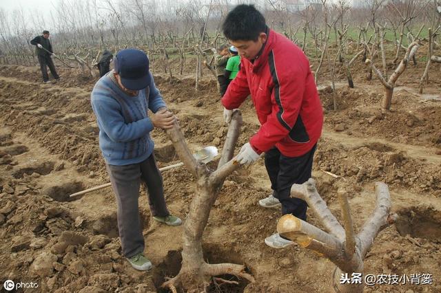 果树根部长肿瘤，是什么原因造成的？有哪些危害？如何才能防治？