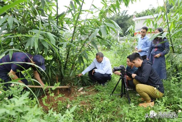 港南区瓦塘镇：甜笋种植打造扶贫阳光产业