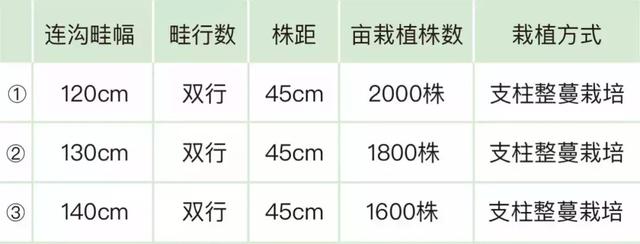 番茄不够红？现在流行“黑番茄”！教你咋种