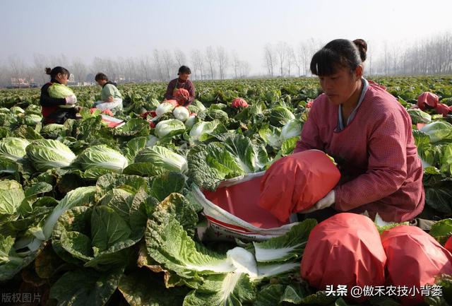 种植大白菜抓好这几个阶段的浇水与控水，前期长势好、后期产量高