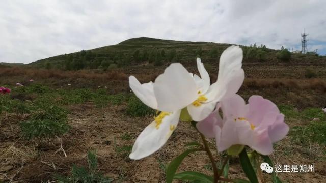 平鲁区：大山里的白芍开出“致富花”