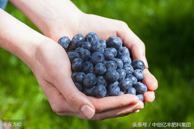 蓝莓种植技术和管理方法