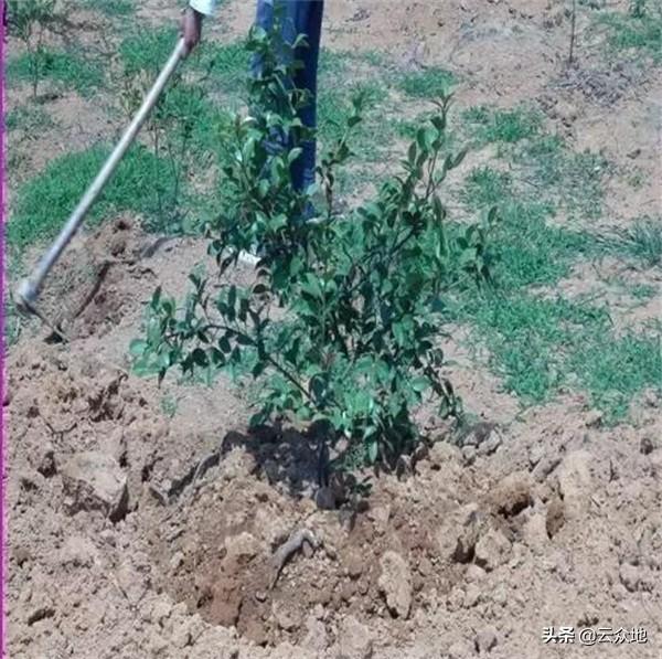 油茶苗栽植后如何抚育管理？做好培蔸、追肥，掌握抚育时间及方法