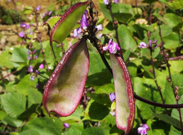 5月份，6种蔬菜可以种植，7-8月收获，菜农们别错过