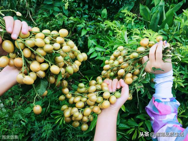 黄皮果树如何种植，轻松合理的施肥，适时的花果管理，收成满满