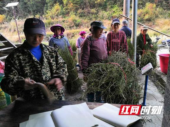 通道：钩藤种植 喜获丰收