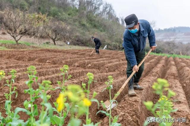 哪些作物起垄种植更容易高产？哪些作物起垄种植容易长不好？