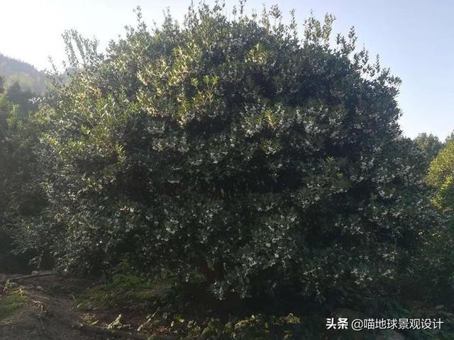 适合南京及合肥等地庭院种植的常绿乔木