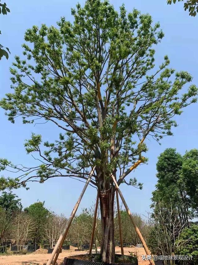 适合南京及合肥等地庭院种植的常绿乔木