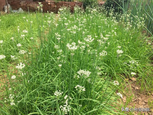 种植韭菜，学会播种很重要，掌握这些播种方法，出苗快又好