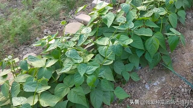 这些品种的无架地豆角，种植简单省事，还能多茬采收