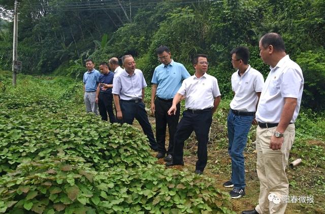 阳春市双滘镇黄沙村广藿香种植基地挂牌成立