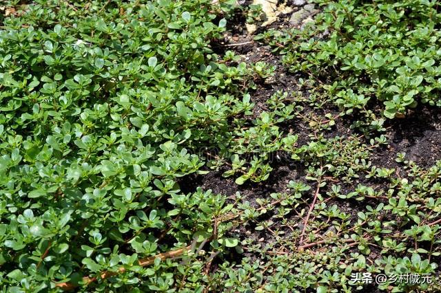 深度了解马齿苋，种植方法在这里，一次种植多次采收经济效益高