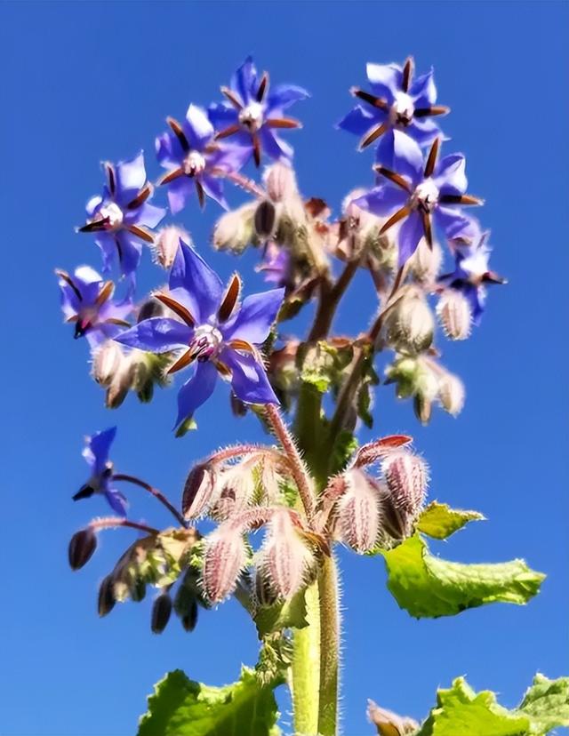 藏在花中的琉璃，浅析琉璃苣种植方法和注意事项