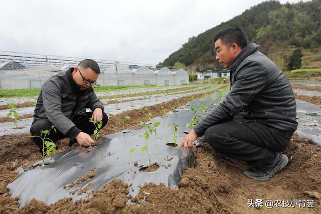 哪些作物起垄种植更容易高产？哪些作物起垄种植容易长不好？