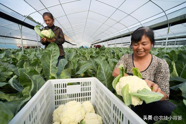 种菜如何使用底肥？需要用哪几种肥？每亩用多少斤？肥料怎么选？