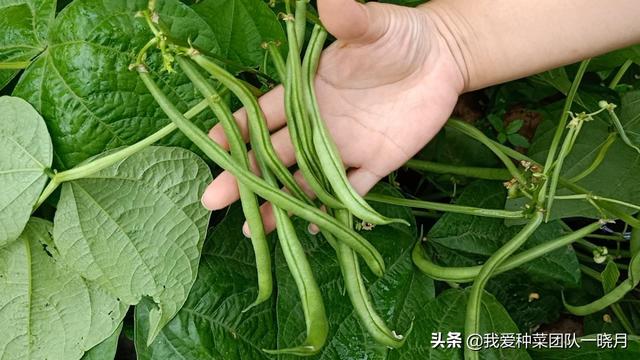 这些品种的无架地豆角，种植简单省事，还能多茬采收