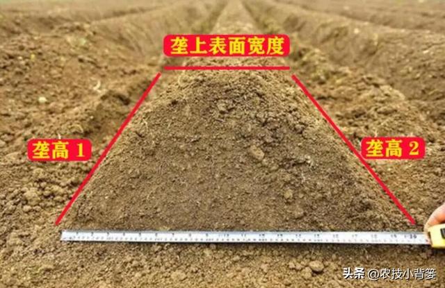 哪些作物起垄种植更容易高产？哪些作物起垄种植容易长不好？