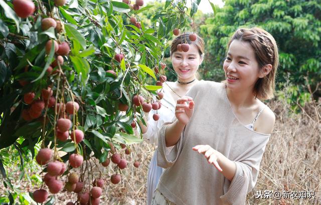 荔枝种植，学会了种植技术不算难，不妨一看