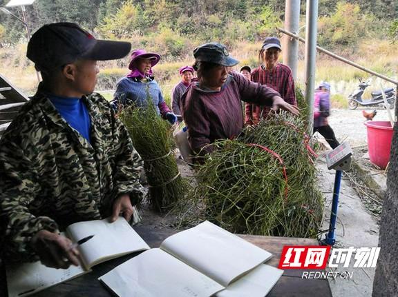 通道：钩藤种植 喜获丰收