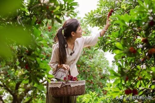 杨梅的种植技术，学会这几点，你也能种出优质的杨梅