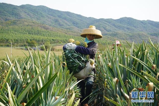 金菠萝的“吸金术”——海南乐东发展壮大菠萝产业观察