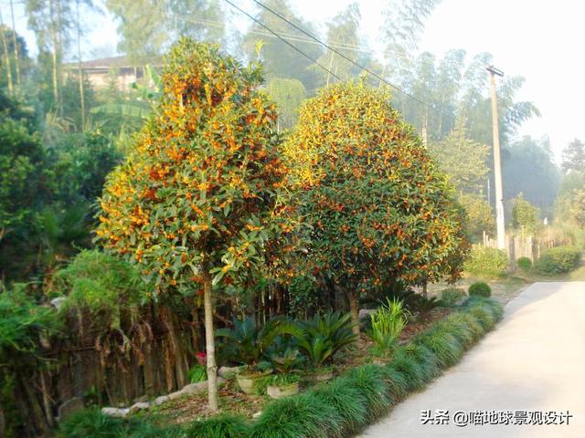 适合南京及合肥等地庭院种植的常绿乔木