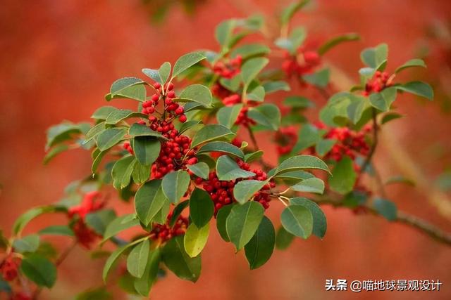 适合南京及合肥等地庭院种植的常绿乔木