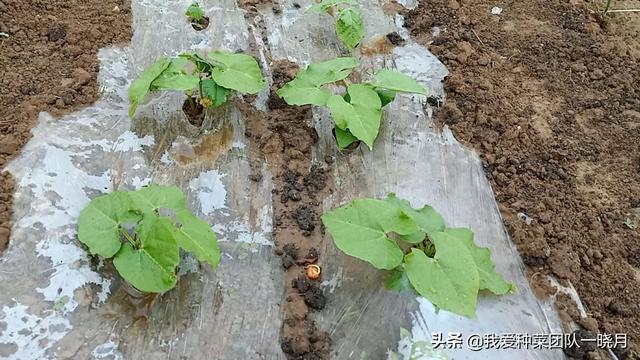 这些品种的无架地豆角，种植简单省事，还能多茬采收