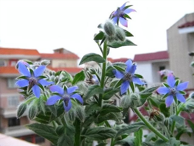 藏在花中的琉璃，浅析琉璃苣种植方法和注意事项