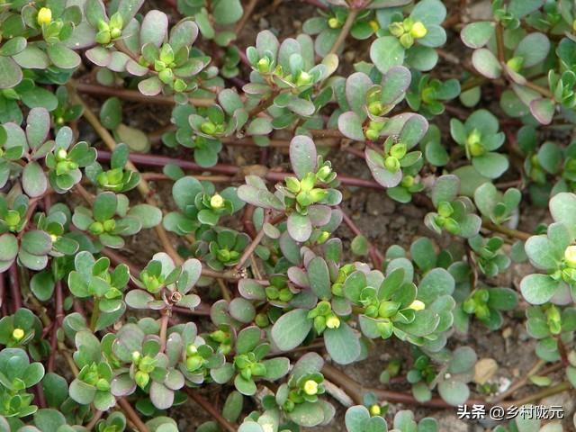 深度了解马齿苋，种植方法在这里，一次种植多次采收经济效益高