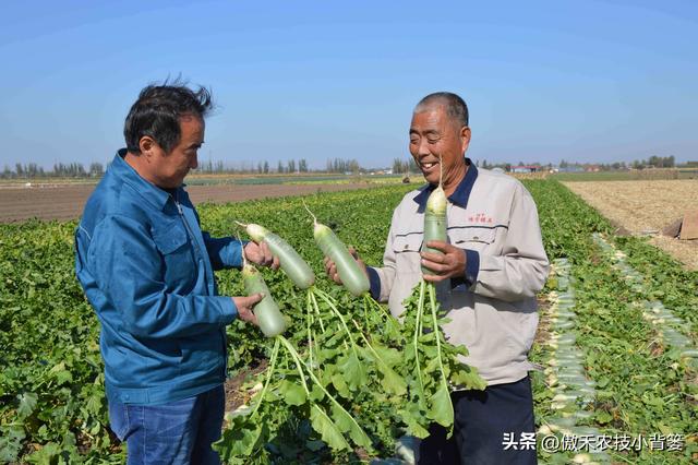 高产萝卜种植技术，实用干货，建议收藏