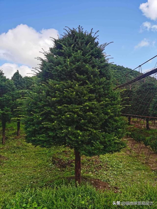 适合南京及合肥等地庭院种植的常绿乔木