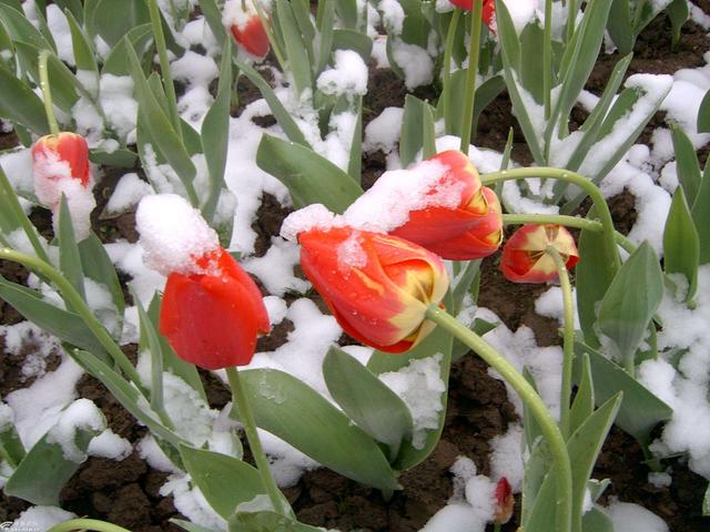 5种花“冻不死”，冬天雪里埋，来年开成大花树