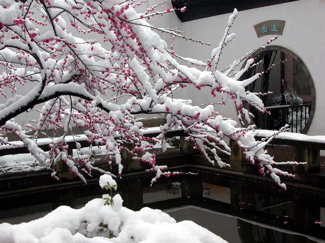 5种花“冻不死”，冬天雪里埋，来年开成大花树