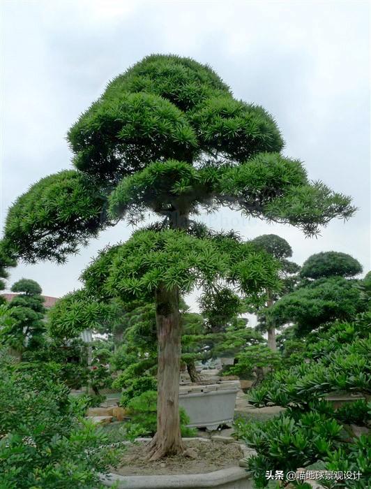 适合南京及合肥等地庭院种植的常绿乔木