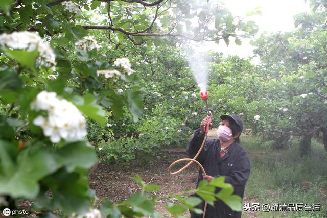 黄皮果树如何种植，轻松合理的施肥，适时的花果管理，收成满满