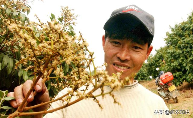 荔枝种植，学会了种植技术不算难，不妨一看