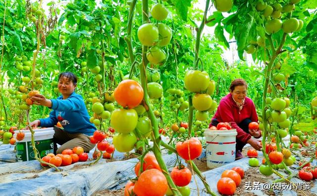 种菜如何使用底肥？需要用哪几种肥？每亩用多少斤？肥料怎么选？