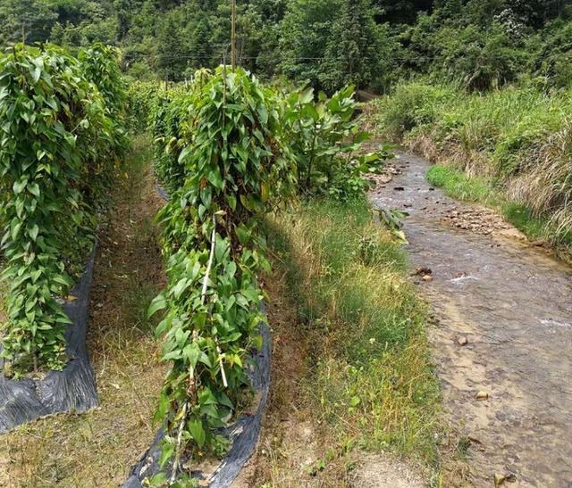 湘潭县早熟大薯种植，亩收益过五万