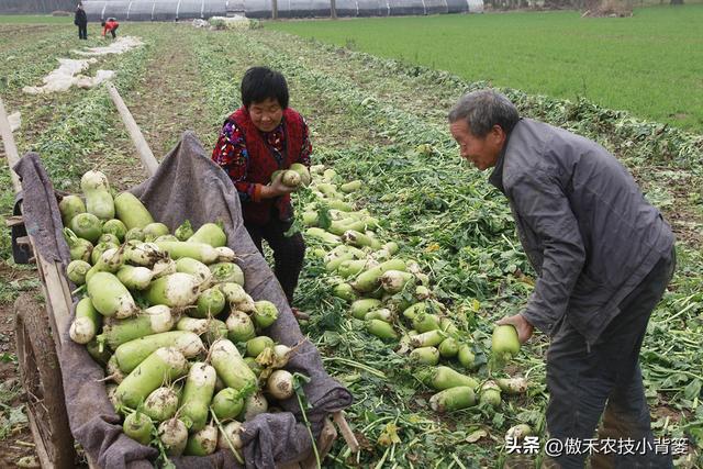 高产萝卜种植技术，实用干货，建议收藏