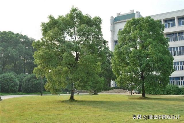 适合南京及合肥等地庭院种植的常绿乔木