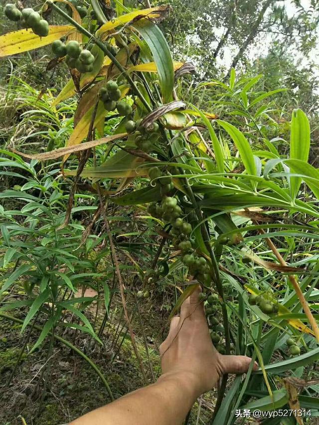 黄精的种植前景和行情分析