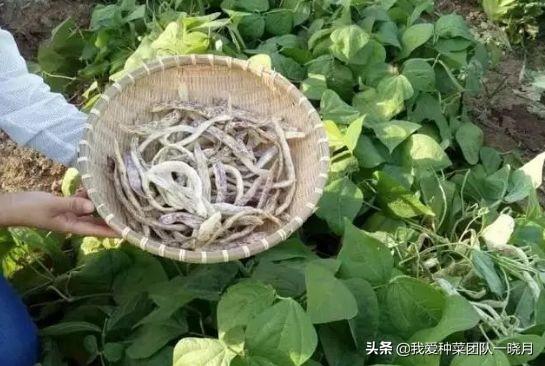 这些品种的无架地豆角，种植简单省事，还能多茬采收