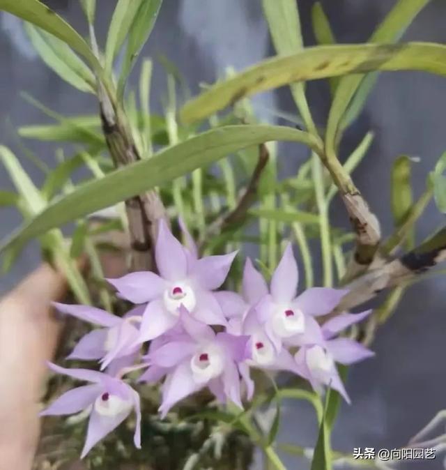 石斛花，生命力很顽强，阳台种植很合适，开花也超美！