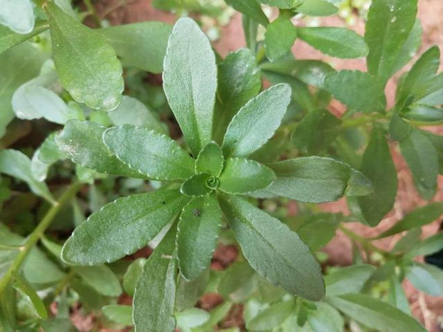 这种“野菜”吃过吗？含钙量堪比牛奶，能大面积种植，人称金不换