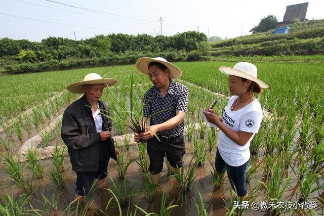 种植水稻巧补锌，苗势壮、分蘖快，既能抗病抗寒又能促进高产