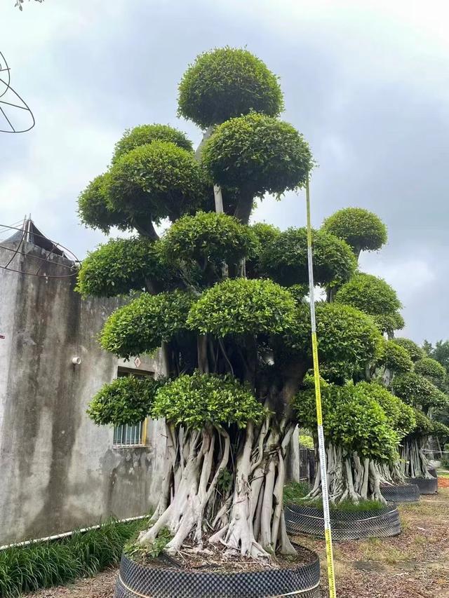 榕树种子是如何播种方法