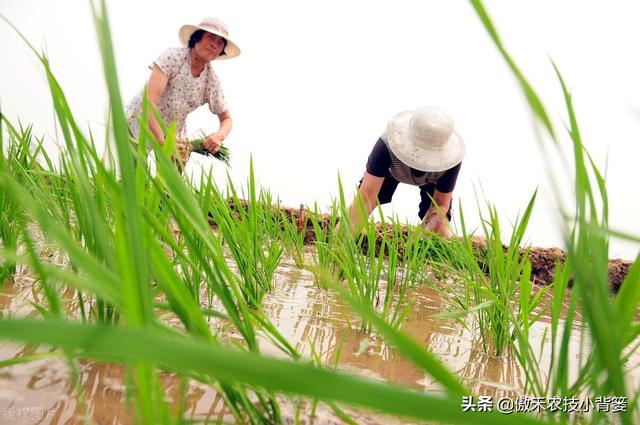 种植水稻巧补锌，苗势壮、分蘖快，既能抗病抗寒又能促进高产